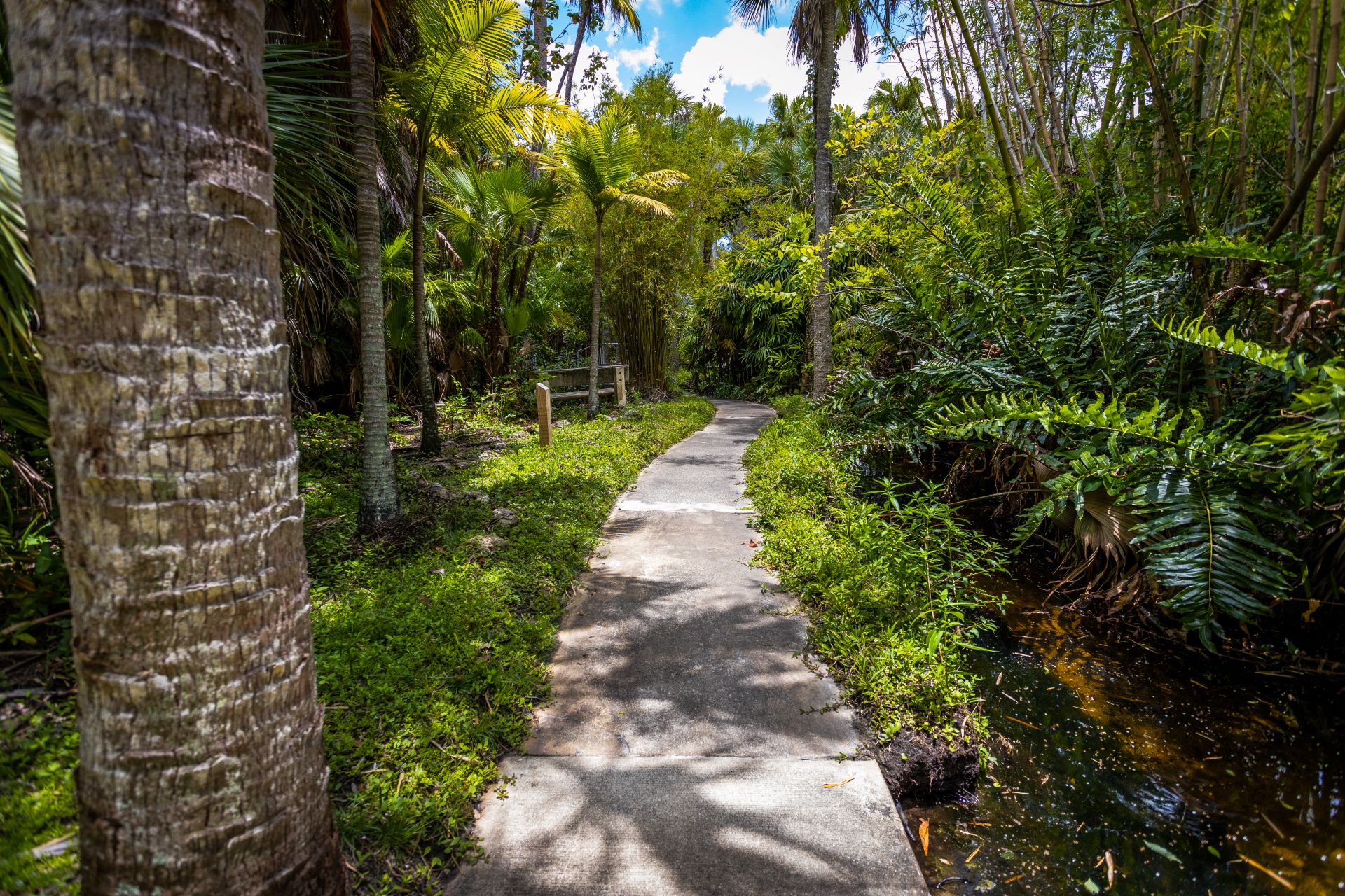 A winding pathway surrounded by lush tropical greenery and palm trees in the Botanical Garden at Florida Tech