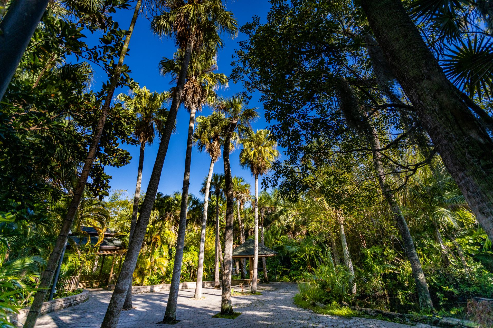 Pathway surrounded by tall palm trees and lush greenery in the Joy and Gordon Patterson Botanical Garden at Florida Tech