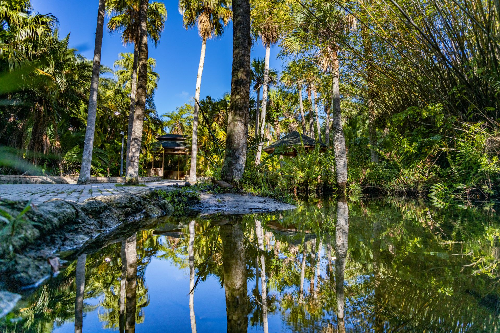 Reflection of palm trees and greenery in a pond at the Joy and Gordon Patterson Botanical Garden at Florida Tech