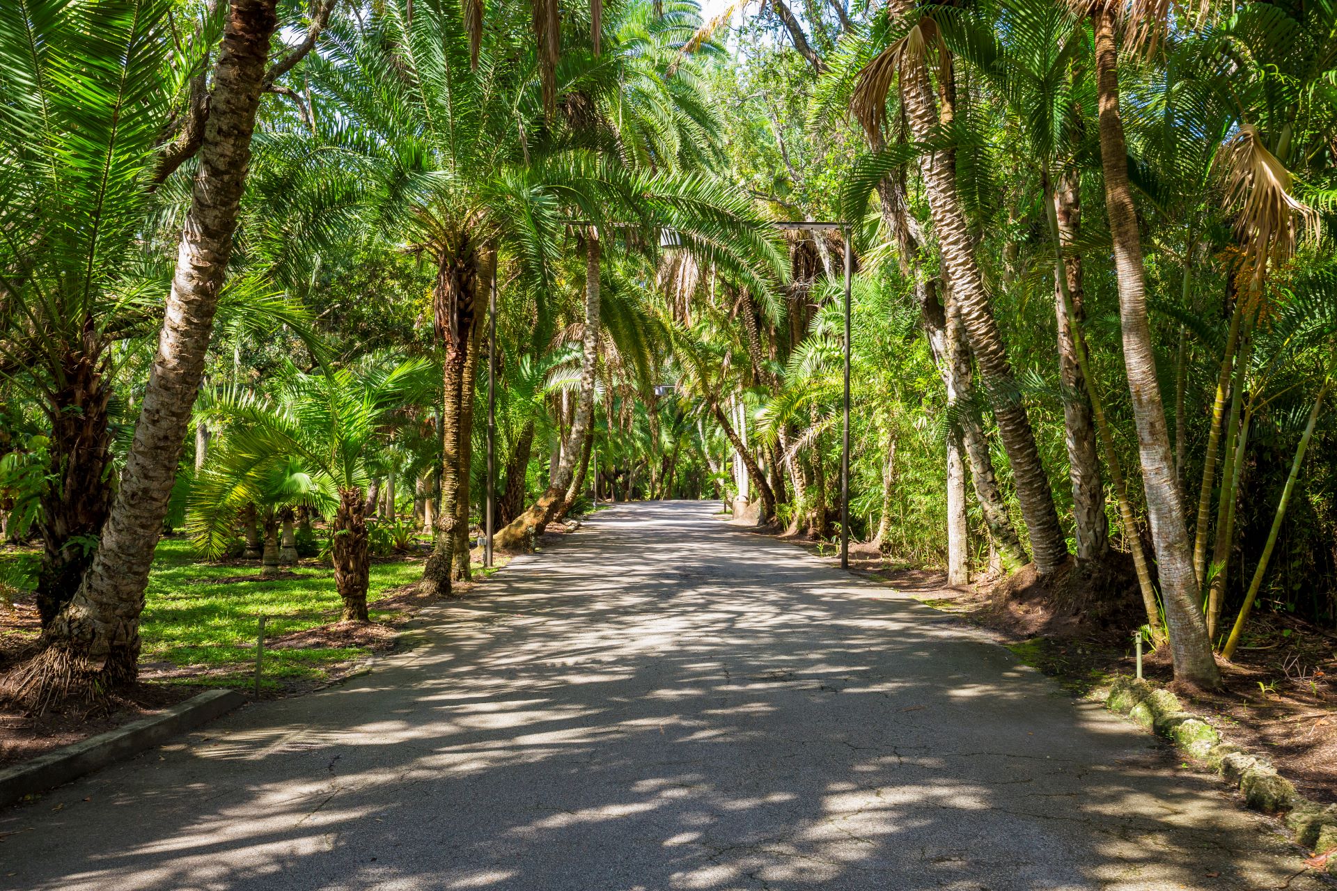 A sun-dappled path lined with lush tropical palms in the Joy and Gordon Patterson Botanical Garden at Florida Tech