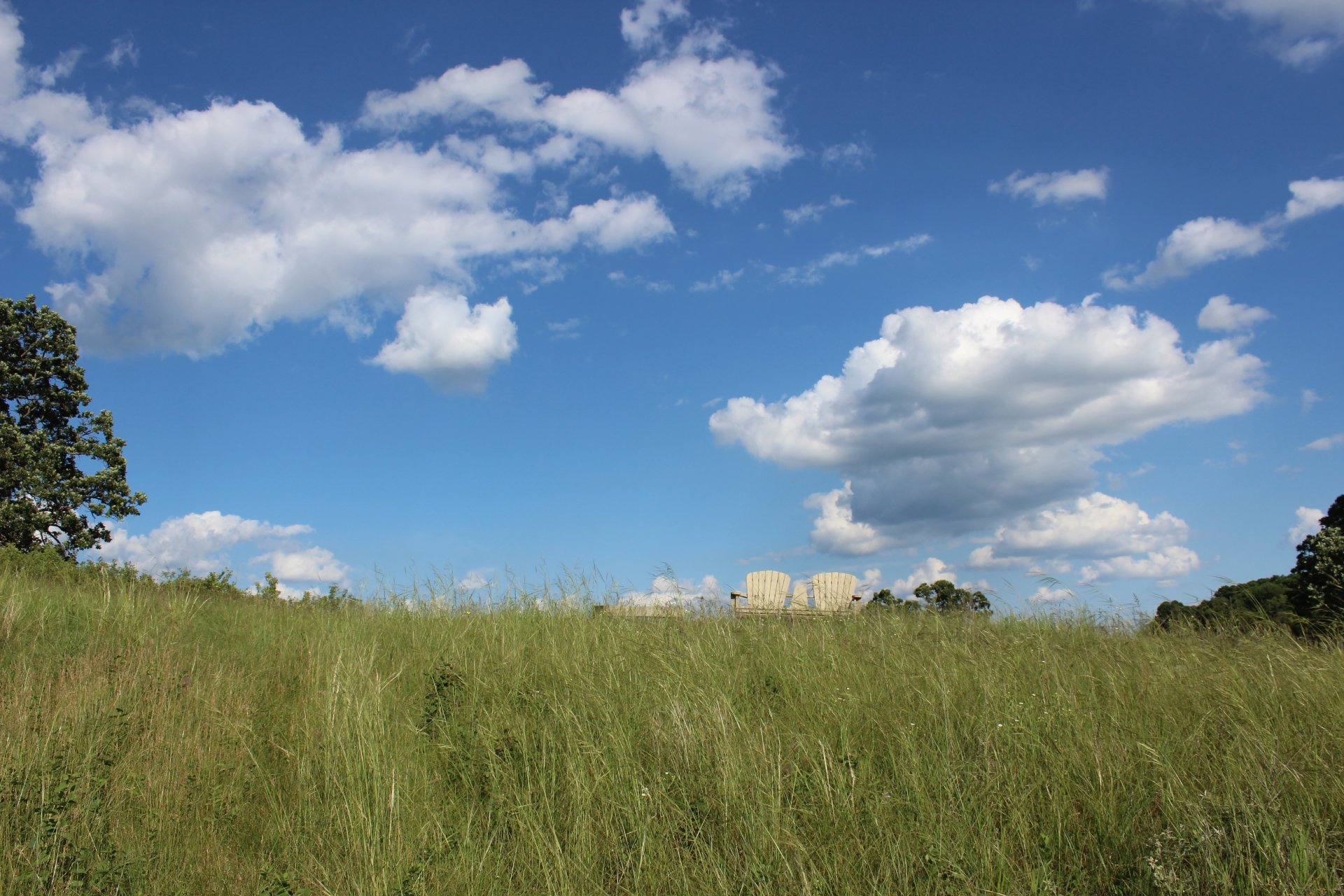 A wide grassy field stretches across the foreground under a clear blue sky with scattered, fluffy clouds. In the distance, two large wooden Adirondack chairs are visible at the top of a slight rise, partially obscured by the tall grass. A single tree is positioned on the left side.