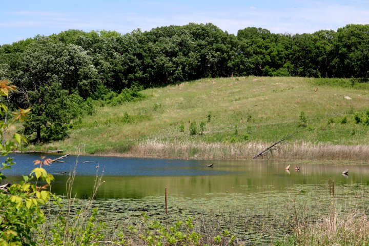 A small pond with lily pads in the foreground, surrounded by tall grass and trees. A grassy hill rises in the background with dense forest, and two deer are visible near the water. The scene is set under a clear blue sky.
