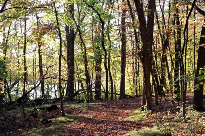 A group of people walking along a wooded trail surrounded by tall trees and lush green foliage. Most are carrying backpacks as they follow the path deeper into the forest.